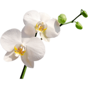 Раскраски Орхидея